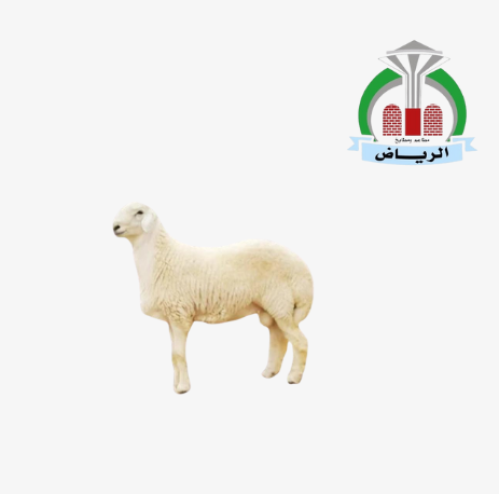 طلي حري لبناني صغير