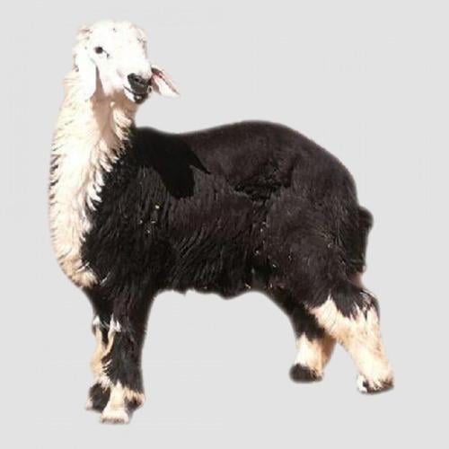 خروف نجدي طازج