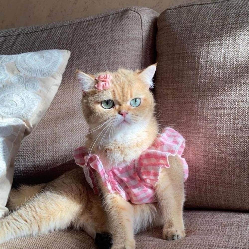 All You Need to Know About Pure Scottish Straight Cats (BY12 – NY12 – NY11) in Saudi Arabia & the Gulf
