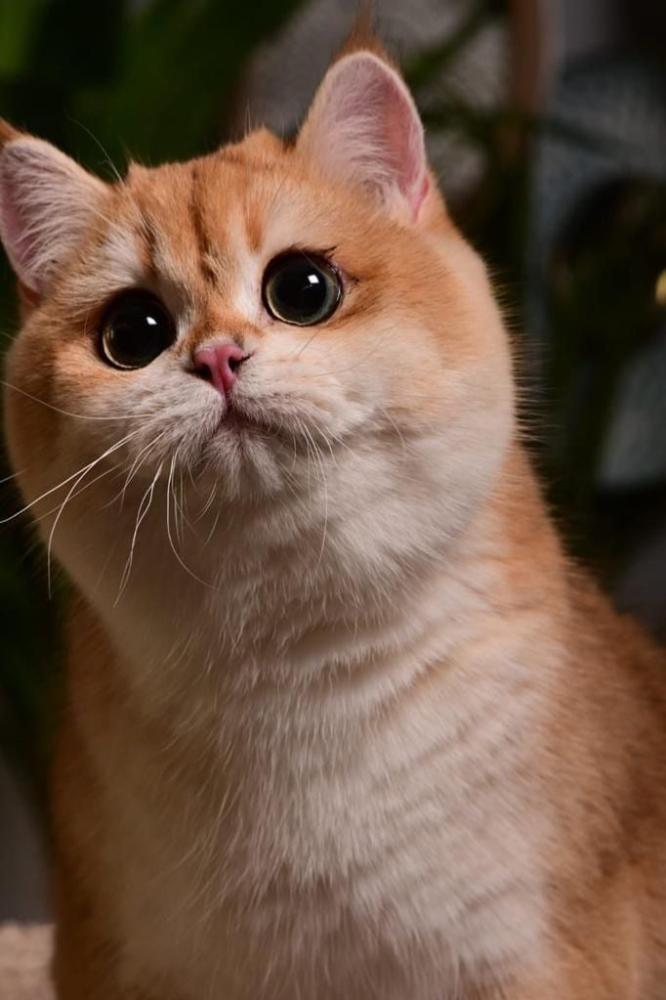 Looking to Buy Purebred Cats in Saudi Arabia? Here Are the Top Tips Before You Buy