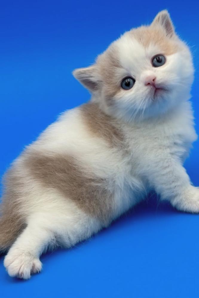 Munchkin Cats for Sale in Saudi Arabia