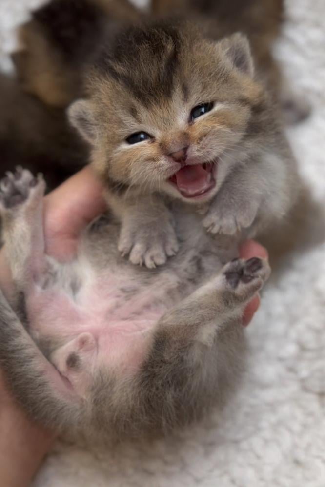 Munchkin cats (dwarf breed)