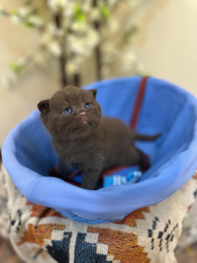 للبيع جونو - سكوتش فولد شكوليت B | ذكر