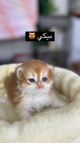 حجز لمياء - ميكي | برتش فاخر