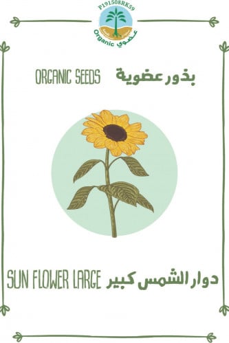 بذور دوار الشمس كبير (عضوي)