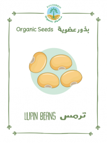 بذور ترمس حلو عضوي