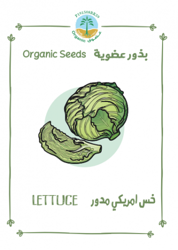 بذور خس امريكي مدور عضوي