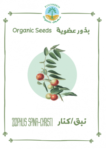 بذور نبق / كنار  عضوي