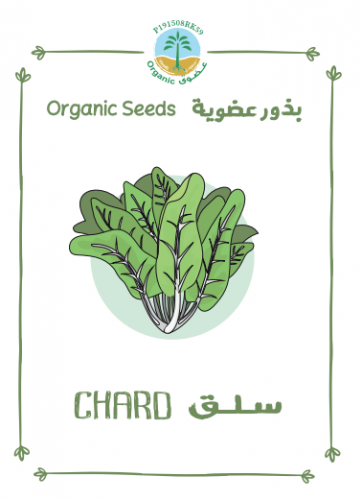 بذور سلق عضوي