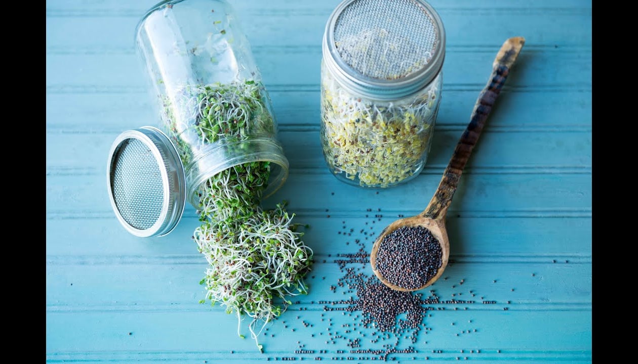 الاستنبات وبراعم البروكلي