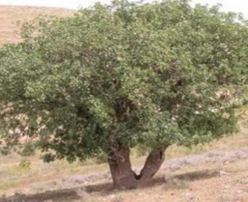 غرس شجرة البُطْم