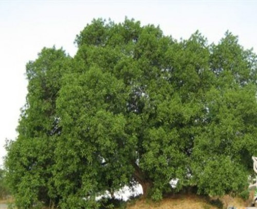 غرس شجرة الأثاب