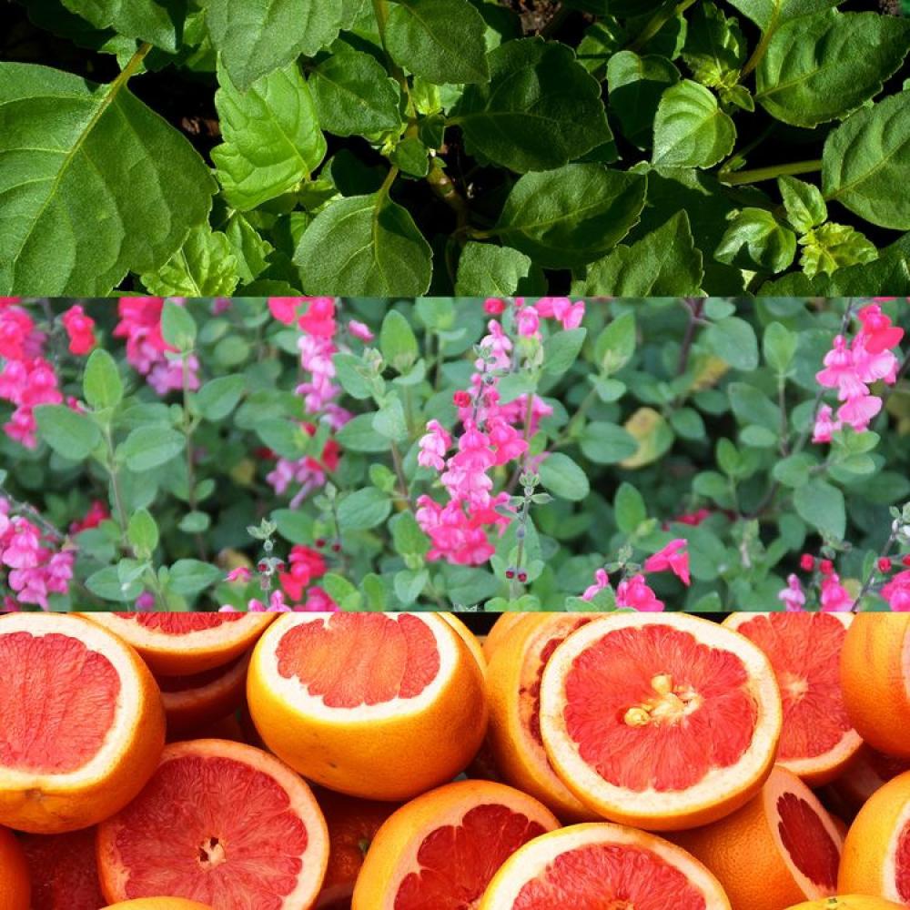 كالفن كلاين عطر اسكيب للرجال - 100مل - او دو تواليت