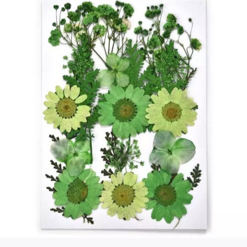 وردمجفف كرت اخضر