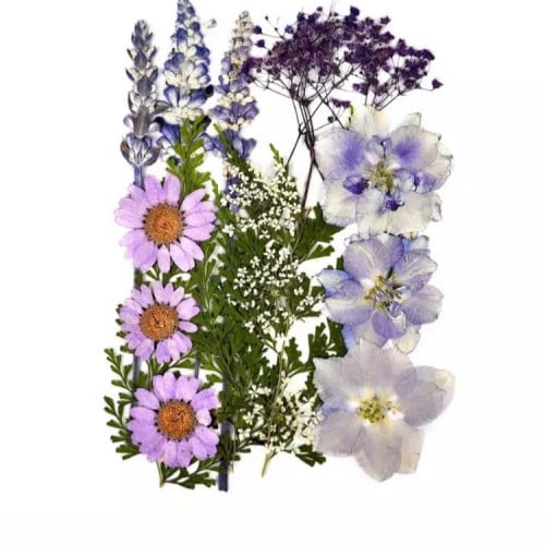 ورد مجفف كرت بنفسجي