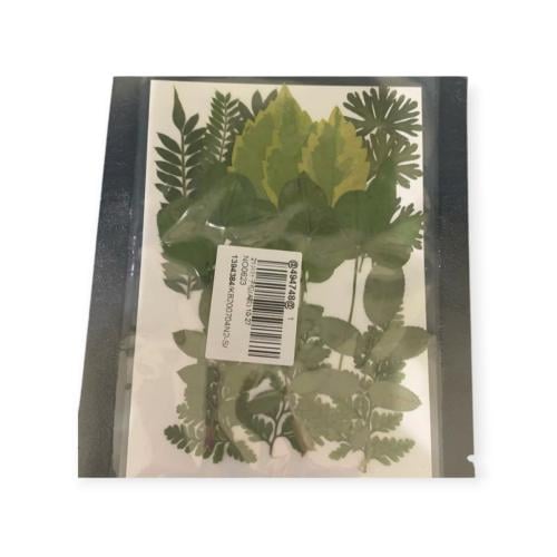 ورد مجفف كرت اخضر ورق شجر