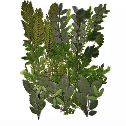 ورد مجفف كرت  اخضر ورق شجر