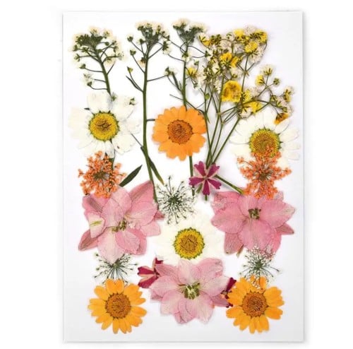 كرت وردمجفف طبيعي مضغوط531176