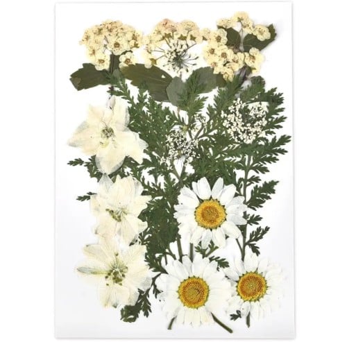 كرت ورد طبيعي مضغود 524000