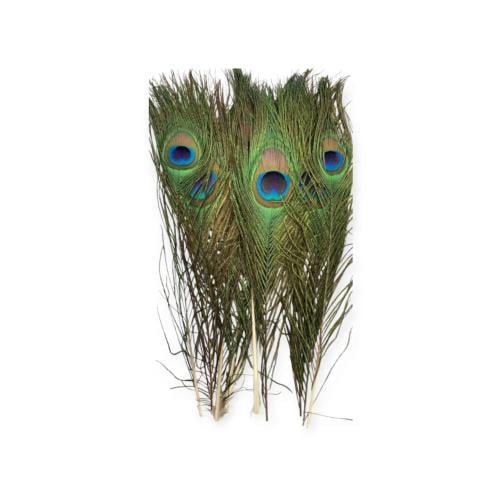 ريش طاوس العدد 10 حبه. ٢٠ سم