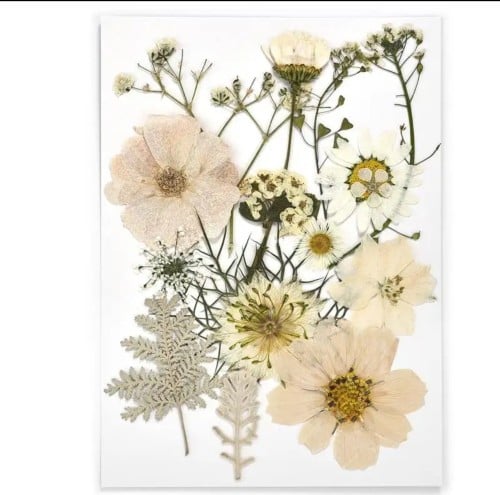 كرت ورد مجفف طبيعي مضغود514460