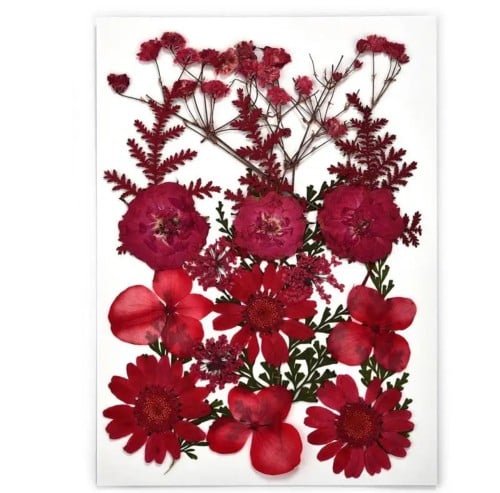 كرت ورد مجفف طبيعي مضغوط 539949