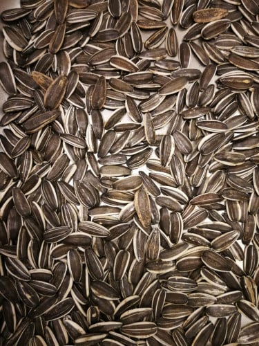 حب شمسي ني وزن 500ج