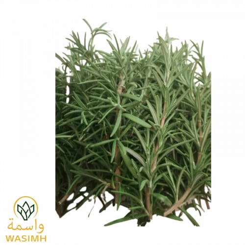 ورق روز ماري ( اكليل الجبل ) طازج