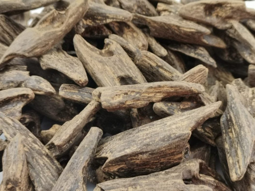 كلمنتان محسن فاخر