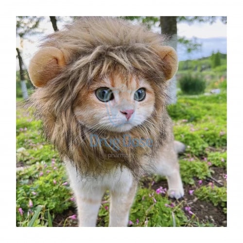 قبعة الأسد للحيوانات الاليفة