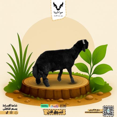 عربي بلدي هرفي