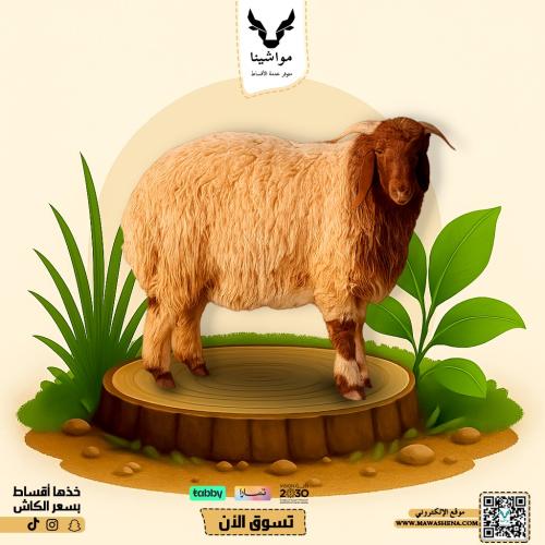 نعيمي جذع كبير