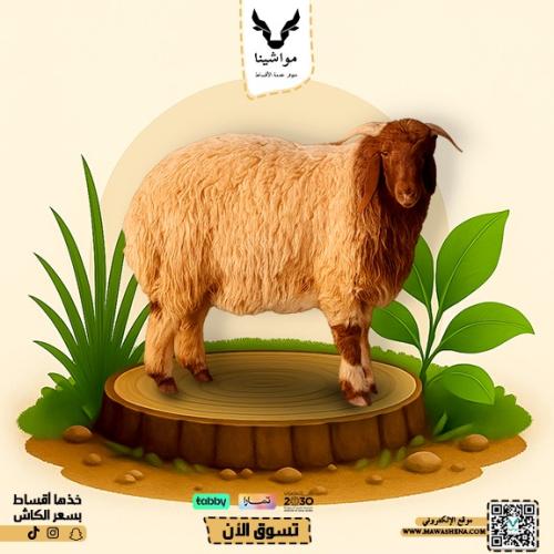 نعيمي جذع كبير