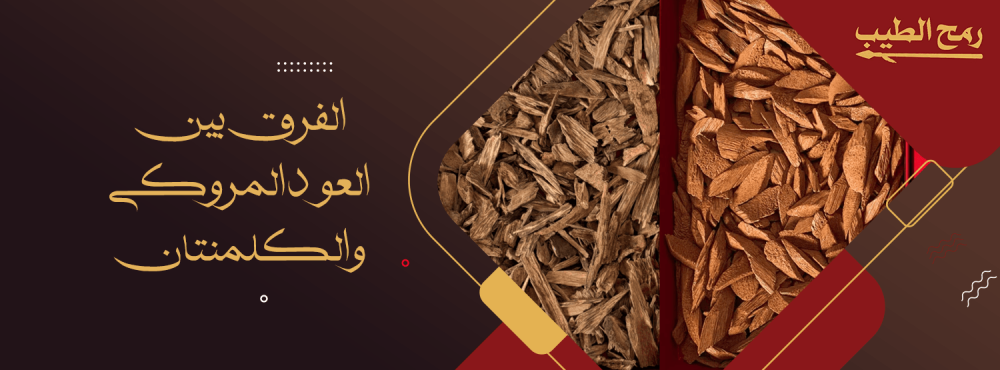 الفرق بين العود المروكي والكلمنتان
