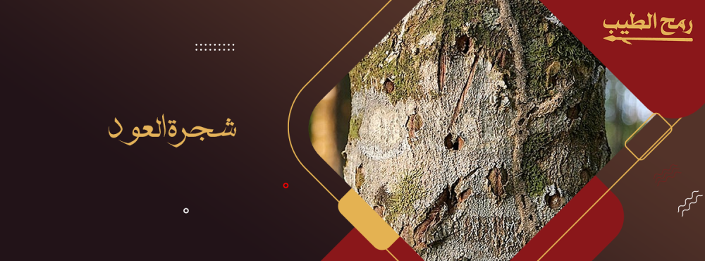 شجرة العود وأهميتها في صناعة البخور
