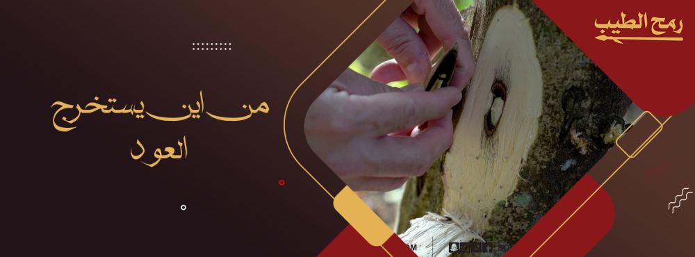 من أين يستخرج العود؟