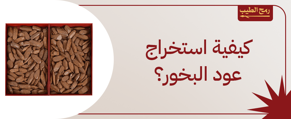 دليلك الشامل للتعرف على كيفية استخراج عود البخور