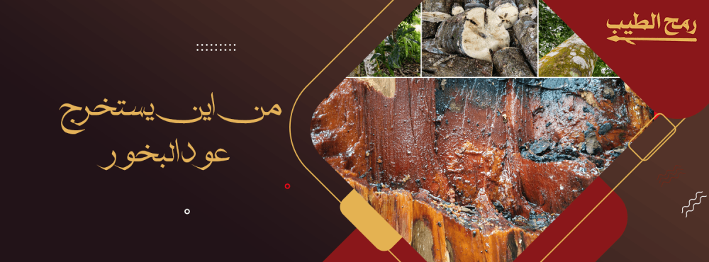 من اين يستخرج عود البخور