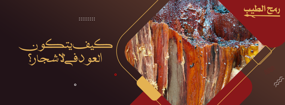 كيف يتكون العود في الاشجار؟