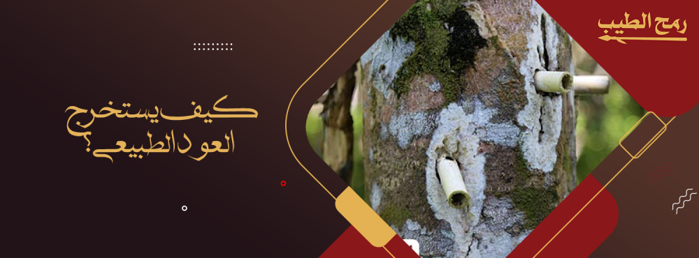 كيف يستخرج العود الطبيعي؟