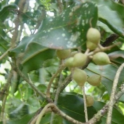 مكاديميا Macadamia