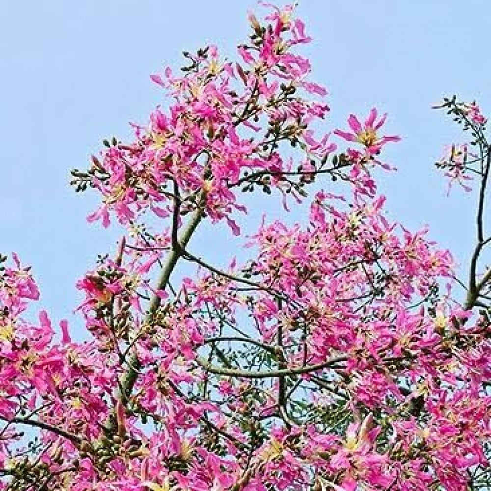 بذور شجرة الكوريزيا‬ ( Chorisia speciosa )