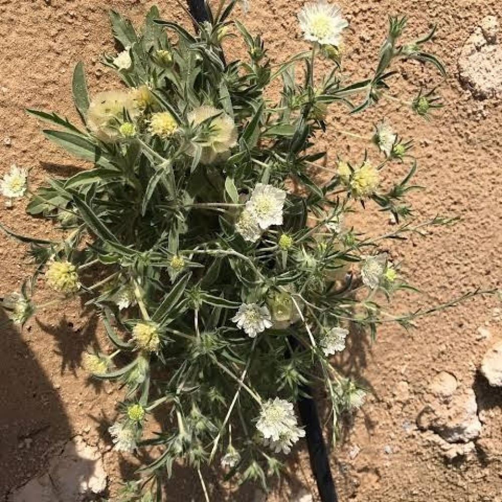 نبات الطربة