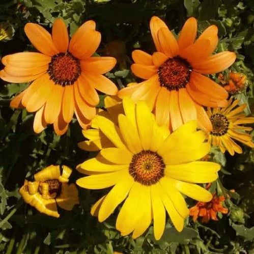 بذور زهرة الديمور فوتيكا ( Dimorphotheca app )