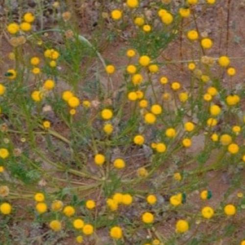 بذور القرقاص - القريص ( Aaronsohnia factorovskyi )