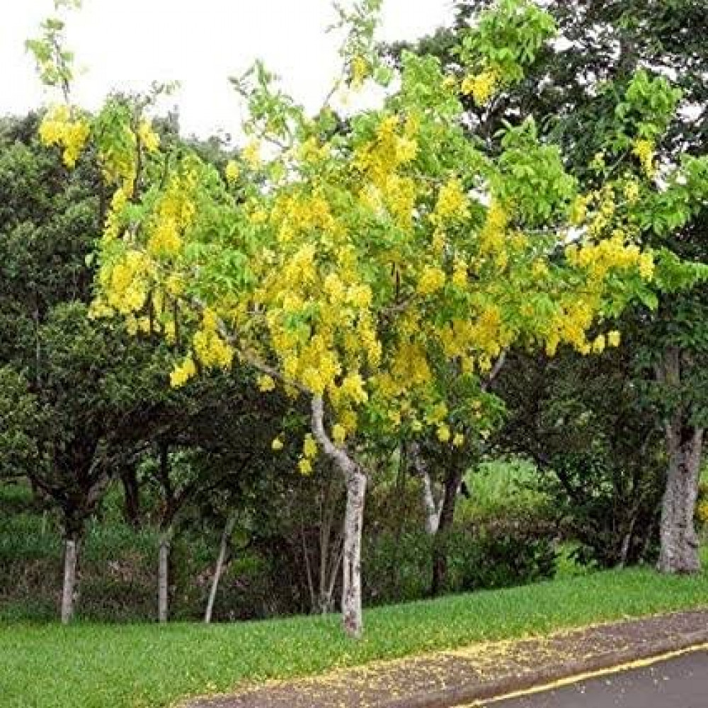 بذور شجرة كاسيا فستيولا ( Cassia fistula )