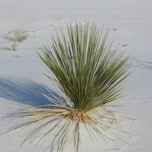 بذور نبات الحلفا ( Pennisetum Setaceum )