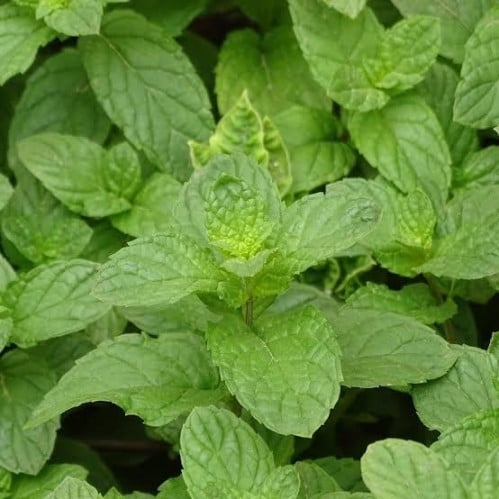 بذور نبات النعناع ( Mentha )
