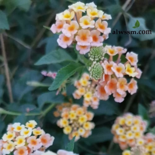 بذور شجيرة لانتانا كامارا الملونة ( Lantana camara...