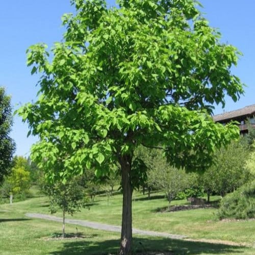 بذور شجرة الكاتالبا العملاقة ( Catalpa speciosa )